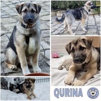 QURINA -rundum tolles Hundekind-, Hündin zur Adoption