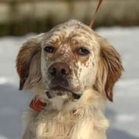 Hundeseele MARK, Hund zur Adoption