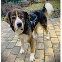 Stropp - wartet in 71729 Erdmannshausen, Hund zur Adoption