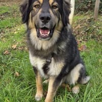 Aramis 💗 wartet in 50169 Kerpen, Hund zur Adoption