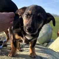 Elke 💗 wartet in 45259 Essen, Hündin zur Adoption