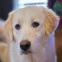 Möchten Sie Paco bei sich aufnehmen?, Hund zur Adoption