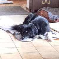 Nico - dringend - Notfall, Hund zur Adoption