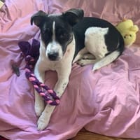 Süße LILI wartet auf ihr Zuhause!, Hündin zur Adoption