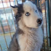 Jeriko sollte sterben- jetzt sucht er, Hund zur Adoption