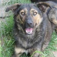 Ibiza-fröhlicher Junghund sucht Körbchen, Hund zur Adoption