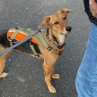 Faye- ein kleiner Clown sucht ihr Zuhaus, Hündin zur Adoption