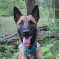 Smoky, freundl. aktiver Rüde, Hund zur Adoption