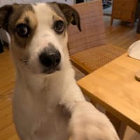 FIETE - einfach ein kleiner Aktiver, Hund zur Adoption