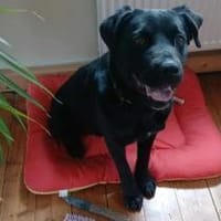 Kluge sanfte treue MIRA sucht ♥, Hündin zur Adoption