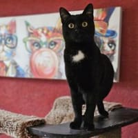 BRAHMS - geb. ca. 06/2024 - mk, Kater zur Adoption