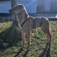 Jarah ♥ wird immer mutiger, Hündin zur Adoption