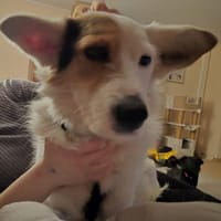 ZURi 😍 sucht ein Körbchen, Hündin zur Adoption