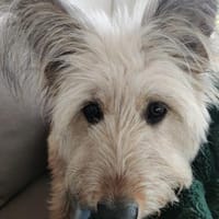 Hübsche Eshka ist für Sie!, Hündin zur Adoption