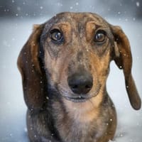 Dackelmädel sucht nette Menschen, Hündin zur Adoption