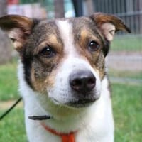 Bobby, sensibel su. ruhiges Zuhause, Hund zur Adoption