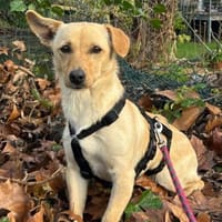 Mira 💗 wartet in 48153 Münster, Hündin zur Adoption