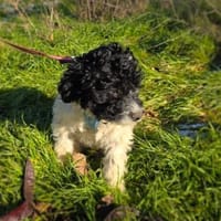 Gizmo ein sehr verschmustes Kerlchen, Hund zur Adoption