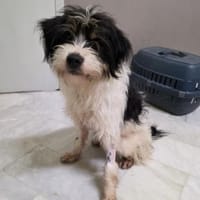 Floki möchte die Welt entdecken!, Hund zur Adoption