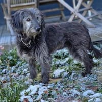 Sally, Hündin zur Adoption