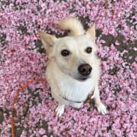 Merlin sucht ein ländliches Zuhause, Hund zur Adoption