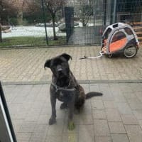 Netter Canecorso-Mix Rüde CEZAR, Hund zur Adoption