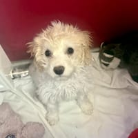 Kleines Mädchen sucht Körbchen, Hündin zur Adoption