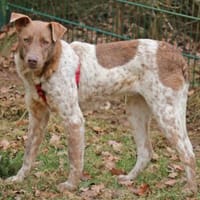 Taavi ist ein treuer Begleithund, Hund zur Adoption