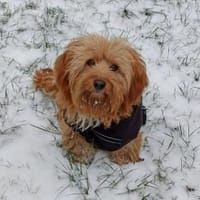 Ninno - wartet in 64347 Griesheim, Hund zur Adoption