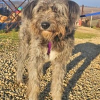 Kelly wünscht ich liebevolle Menschen, Hündin zur Adoption