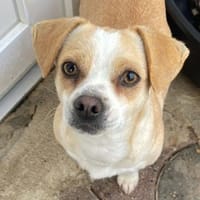 Coco ❤ bist du ihr Glück? 🍀, Hündin zur Adoption