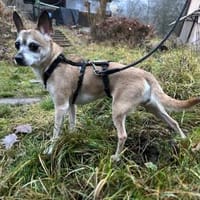 Lisi, Hündin zur Adoption