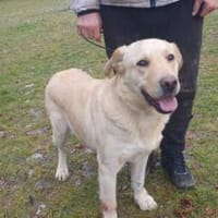 Aufgeschlossener Pinkman sucht Familie, Hund zur Adoption