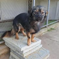 💛 Kira  kleines Herz sucht großes Glüc, Hündin zur Adoption