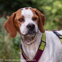 Teo ist ein lustiges Energiebündel, Hund zur Adoption