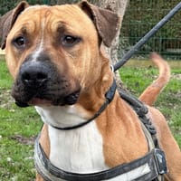 ROSKO TWO, chien à adopter