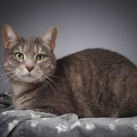 FEMTY CHA, chatte à adopter