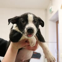 BABYBEL HAA24672, chien à adopter