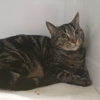 MUEZZA CHA, chatte à adopter