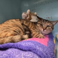 CHEYENNE, chatte à adopter