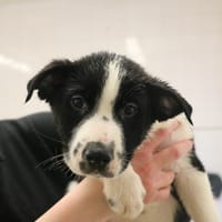 CRUMBLE HAA24671, chien à adopter