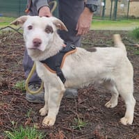 BARBOUILLE, chien à adopter