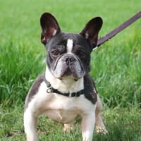 PUMBA, chien à adopter