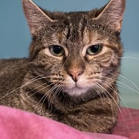 SAMTA, chatte à adopter