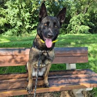 UROS, chien à adopter