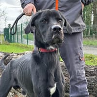 NATSU, chien à adopter