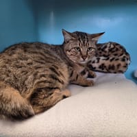 VAGABGOND, chat à adopter