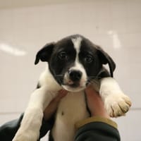 NAYA HAA24669, chienne à adopter