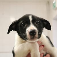 WALY HAA24673, chien à adopter