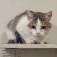 LADYBUG, chatte à adopter